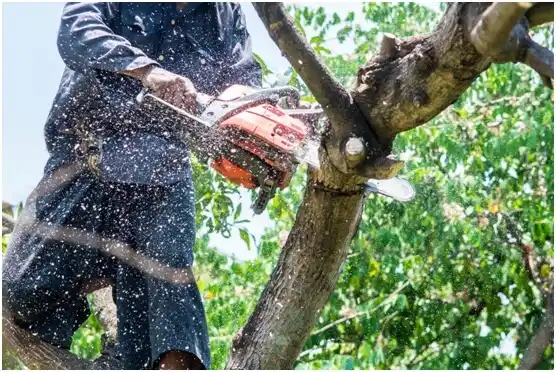 tree services Pearsall